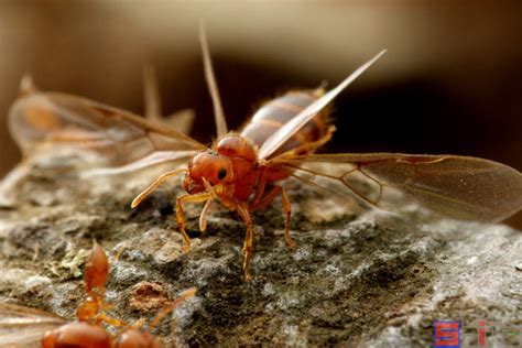 一隻飛蛾 褐色脊紅蟻